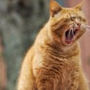 보라매차고지 이미지