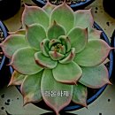 라온하제 이미지