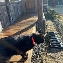 구좌 해안도로 | 제주 구좌 게스트하우스 | 여성 전용 '게으른소나기' 내돈내산 후기/예약/조식+고양이