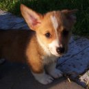 Hello Kitten 이미지