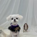 빵독 반려미용실 이미지