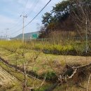 순천-17호 이미지