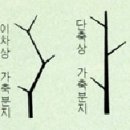 2. 수형(樹型)에 영향을 미치는 요인들 2) 유전적 요인 이미지