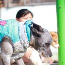 허그도그 이미지