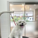 와니살롱 이미지