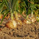 고대1096 이미지