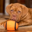 도그(DOGUE) 이미지