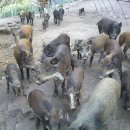 영학농장 이미지