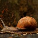 슬로우 라이프 이미지