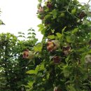 둔일농장 이미지