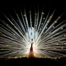 배암농장 이미지