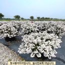 목하 - 7195 | 목하