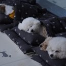 나는강아지 이미지