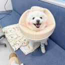 카라 | 강아지 넥카라 오가닉 펜타곤 넥카라 내돈내산 후기