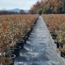 청년 베리팜 이미지