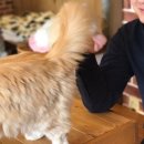 반갑다 창문밖 고양이 이미지