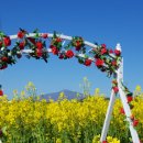 제 40회 서귀포 유채꽃축제 이모저모 이미지