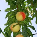 성문농장 이미지