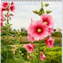 공주-06 이미지