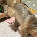 베리떼 동물병원 | 침치료, 강아지 관절염, 한방치료 솔직후기(feat.베리떼동물병원, 강아지 신부전, 간수치, 콩팥수치)