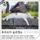 2023-05-0066 | 일본 후쿠오카 여행코스 추천 후쿠하마 해변 고양이 바다풍경 숨은명소 볼거리