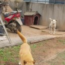 까치말진돗개농장 이미지