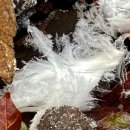 엘와이지 이미지