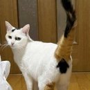 요기가거기 이미지