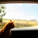 가자 펫 택시 이미지