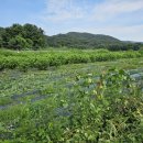 농업회사법인(주)효성바이오