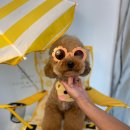 루이앤코코 이미지