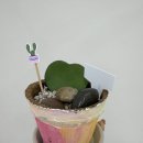 풀잎속의생명 | [기관출강수업] 울산 풀잎사랑 본점 아티그라스 코코넛 화분 만들기 출강 후기!