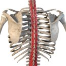 머슬필라테스 이미지