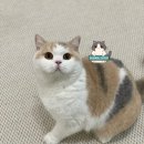 그랜비캐터리 이미지