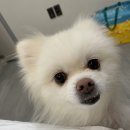 화산켄넬 이미지