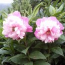 서우재마을 이미지