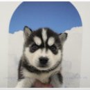 버디독 강아지분양 안심분양센터 김포점 이미지