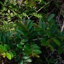 만두나무 이미지