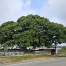 마을 보호수 이미지