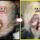 유기화동물의료센터 이미지