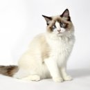 모란동물병원 이미지