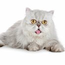 해동물병원 이미지