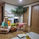 행복 애견방 이미지