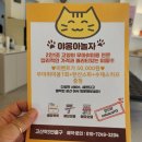 야옹아 놀자 이미지