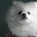 곰이네유치원 네이버블로그