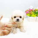 대구펫 강아지분양 고양이분양 이미지