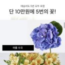 꾸까 kukka 꽃 정기구독 내돈내산 후기 - 임신 축하 꽃 선물 추천