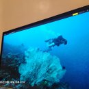 진리의 비상 | 완전 초보의 스쿠버다이빙 도전기: 대구 노틸러스다이브 오픈워터 과정 후기