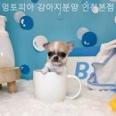 멍토피아 강아지분양 인천 본점 이미지