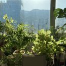 혜숙야채 이미지